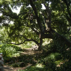 Pruning Oaks in Arroyo Section, 1998