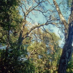 Pritchett Trail, tree canopy, SBBG