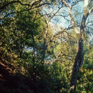 Pritchett Trail, tree canopy, SBBG