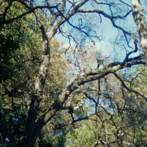Pritchett Trail, tree canopy, SBBG