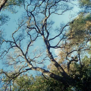 Pritchett Trail, tree canopy, SBBG