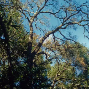 Pritchett Trail, tree canopy, SBBG