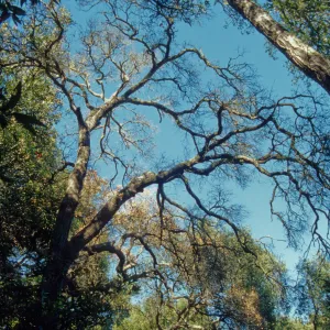 Pritchett Trail, tree canopy, SBBG