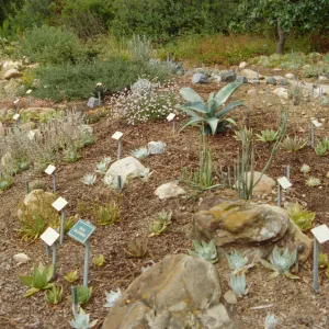 Dudleya Display