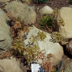 Dudleya viscida