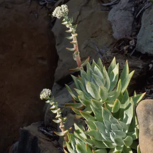 Dudleya (liveforevers)