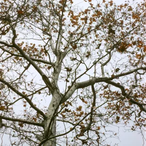 Sycamore