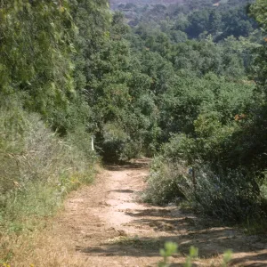 New Island Section before clearing