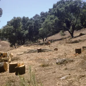 clearing the new Island Section