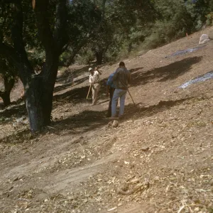 Island Section