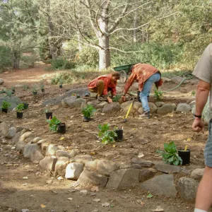 Replanting the Island Section