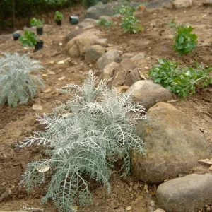 Island Rare Plant Display planting