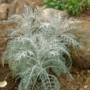 Island Rare Plant Display planting
