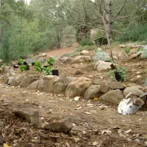 Island Rare Plant Display planting