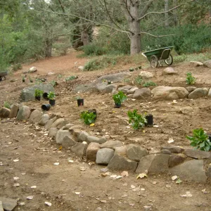 Island Rare Plant Display planting