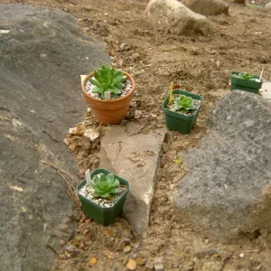 Island Rare Plant Display planting