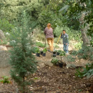 Island Rare Plant Display planting