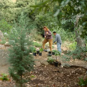 Island Rare Plant Display planting