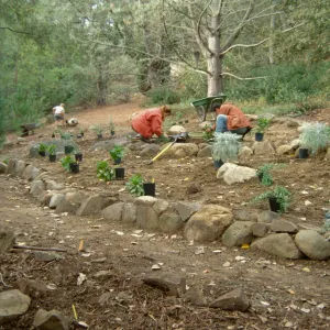 Island Rare Plant Display planting