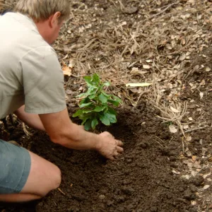 Island Rare Plant Display planting