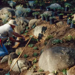 Island slope planting