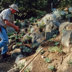 Island slope planting
