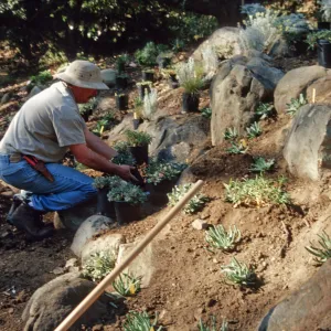 Island slope planting