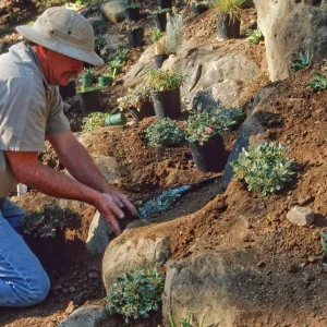 Island slope planting