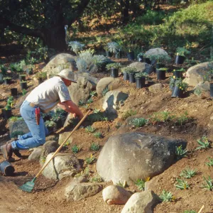 Gerry Conroy planting the Island Coastal Bluff display in the Island Section