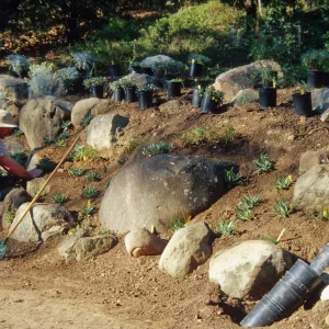 Island slope planting