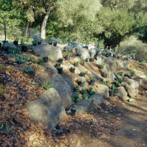 Island slope planting