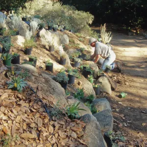 Island slope planting