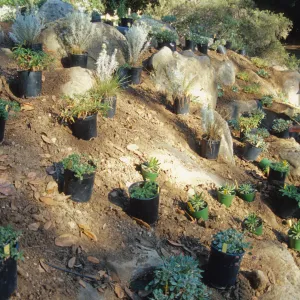 Island slope planting