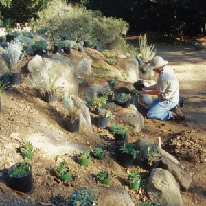 Island slope planting