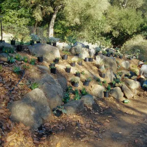 Island slope planting