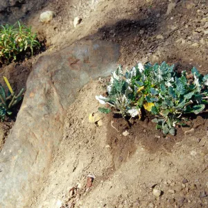 Island slope planting