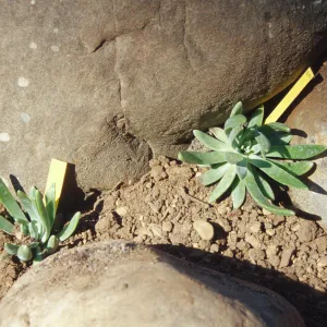 Island slope planting