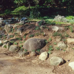 Island slope planting