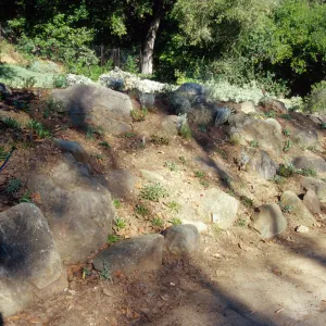 Island slope planting