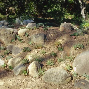 Island slope planting