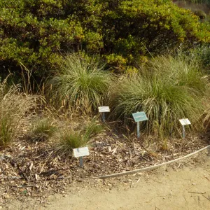 Meadow grass display