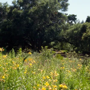 Meadow Oaks (Coastal Live Oak) and Oenothera