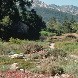 Meadow, ground cover display, looking north
