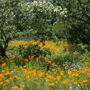 Wildflowers