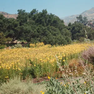 Meadow