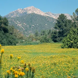 Meadow