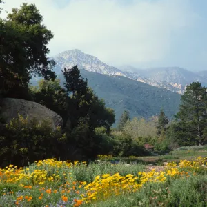 Meadow