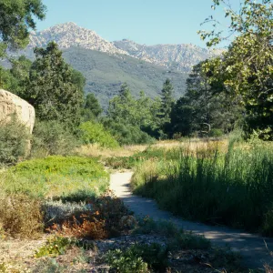 Meadow