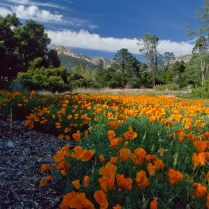Meadow with poppies