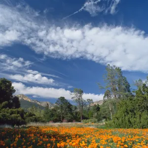 Meadow, with cloud formations